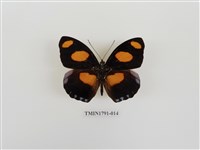 藏品(外國蝴蝶)的圖片